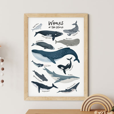 The Whales Of The World Nursery Print by My Store is charming nursery art featuring illustrated whales with species names like blue whale, bowhead whale, and orca on a beige wall accented by decorative wooden elements.
